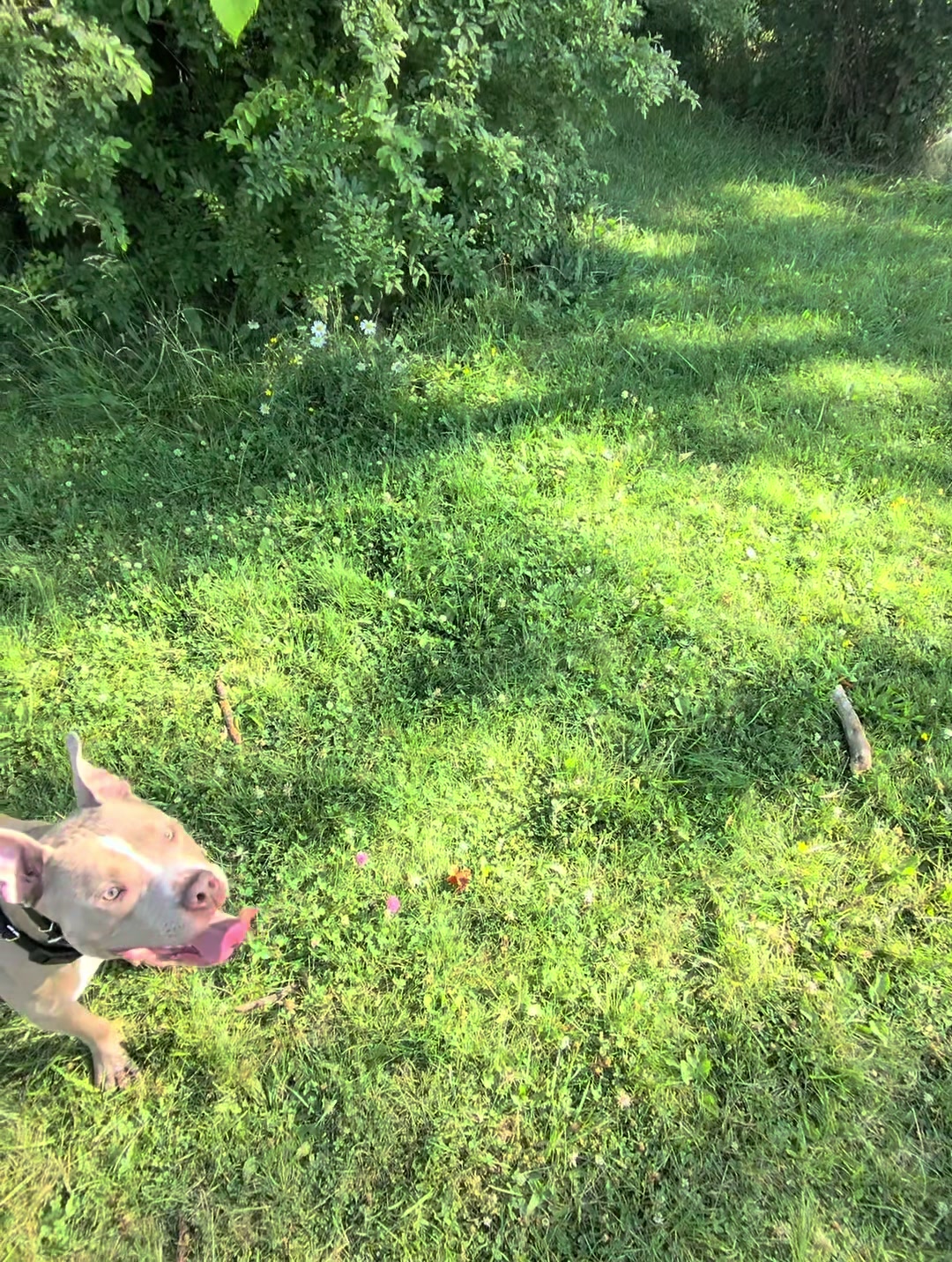 @Jay TheDog Trainer