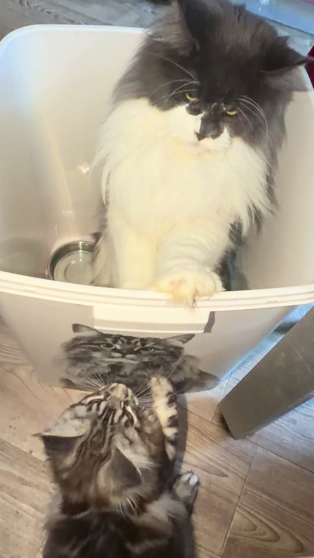 @PARAKENTOS*UA Maine coon