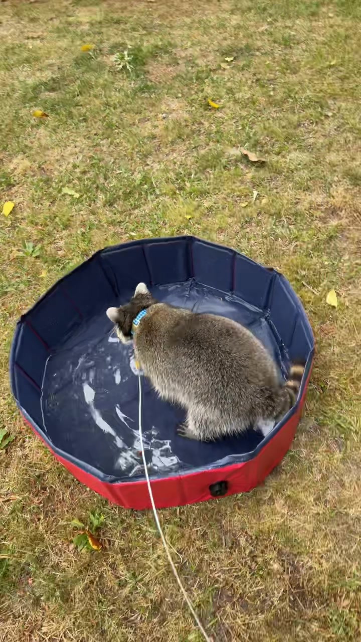 @troublewithollie