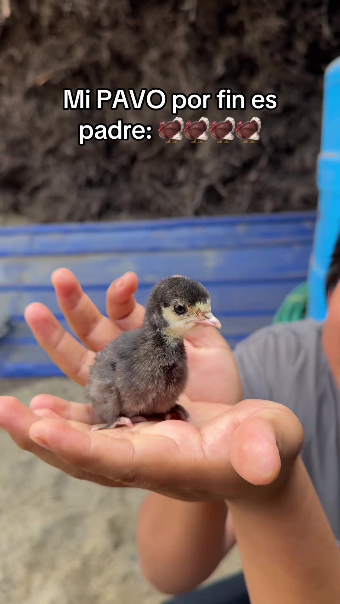 @SiBenitoo