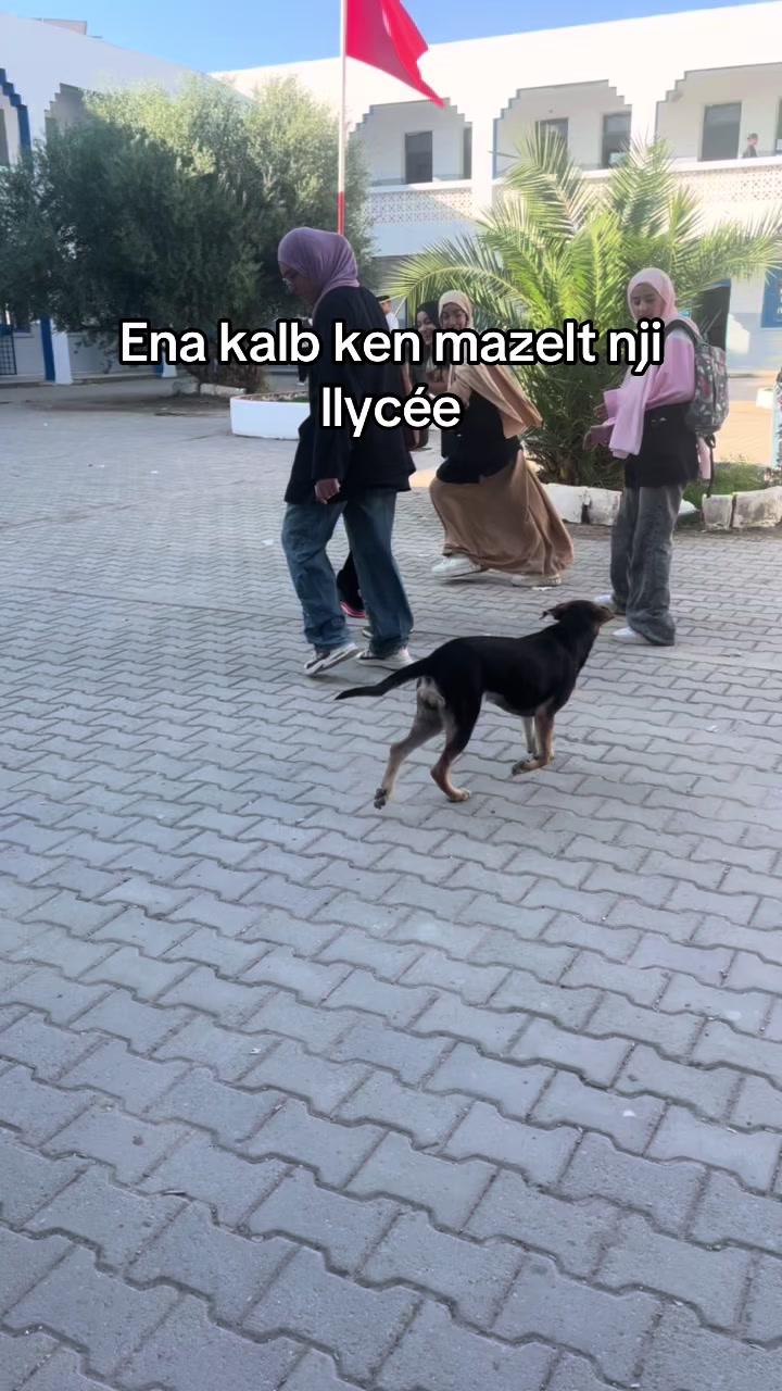 @maramlaouini