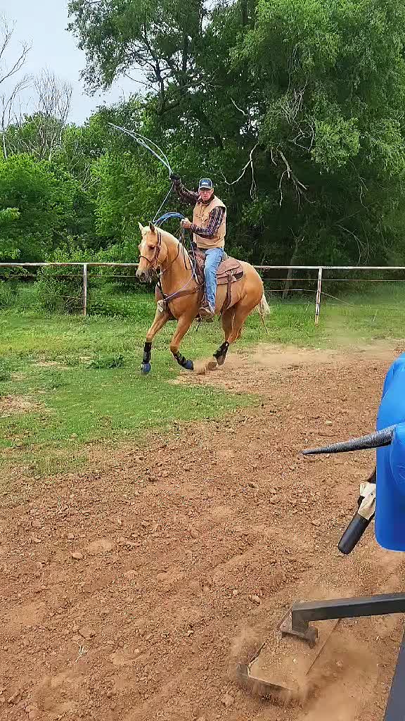 @scottdailyhorsetraining