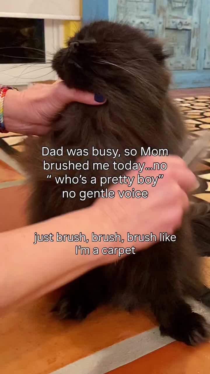 @Seamus the Scottish Fold