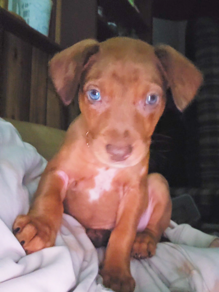 @Jasper_The_Dobiehoula