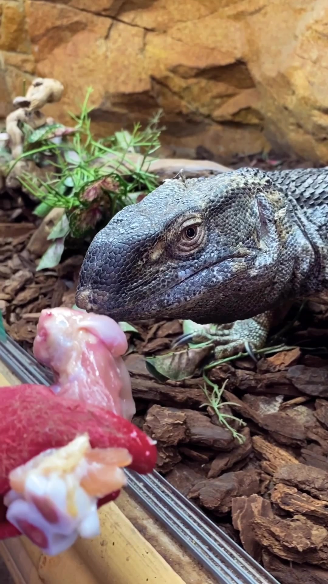 @The Reptile Zoo