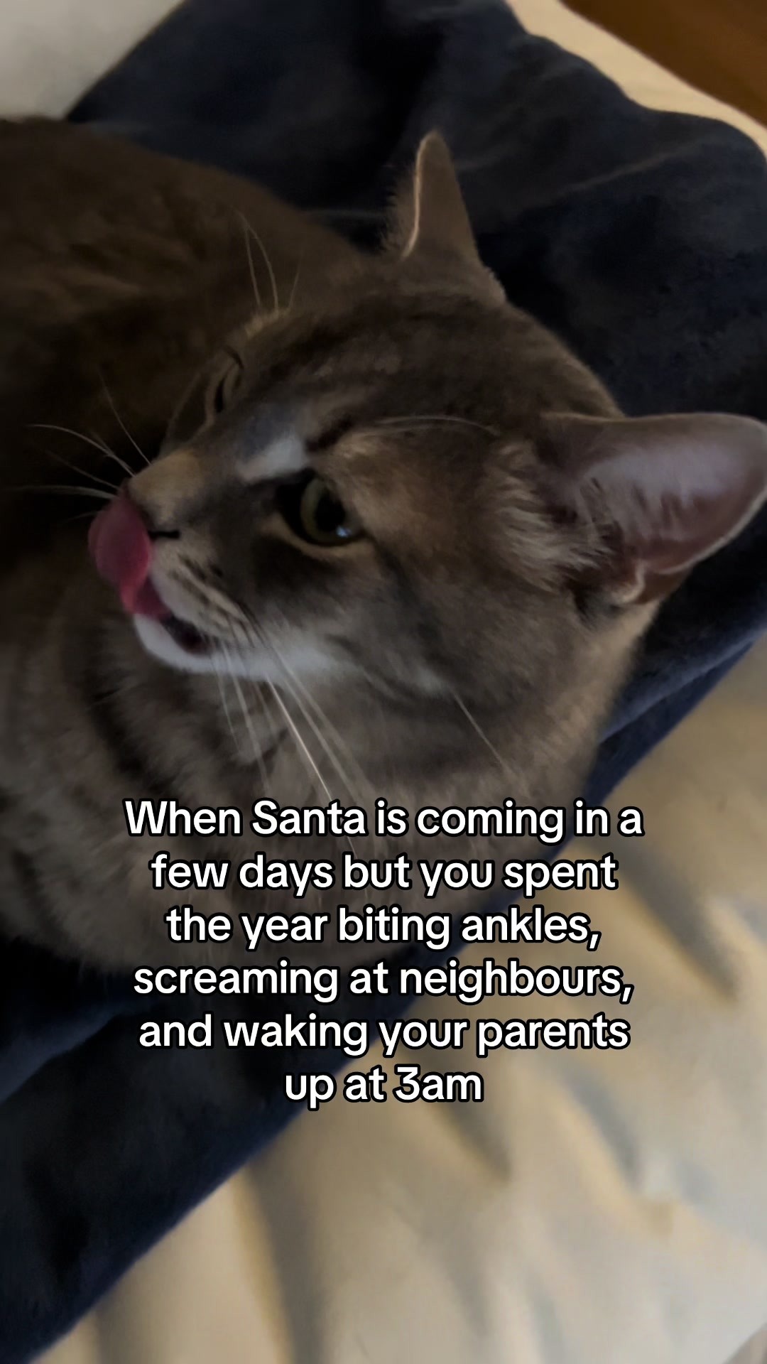 @Ollie 🐱