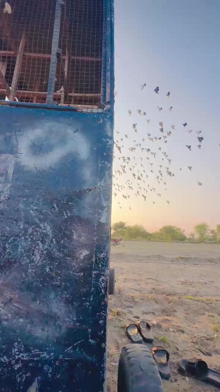 @عدیل رحمن لیہ وال کبوتر باز