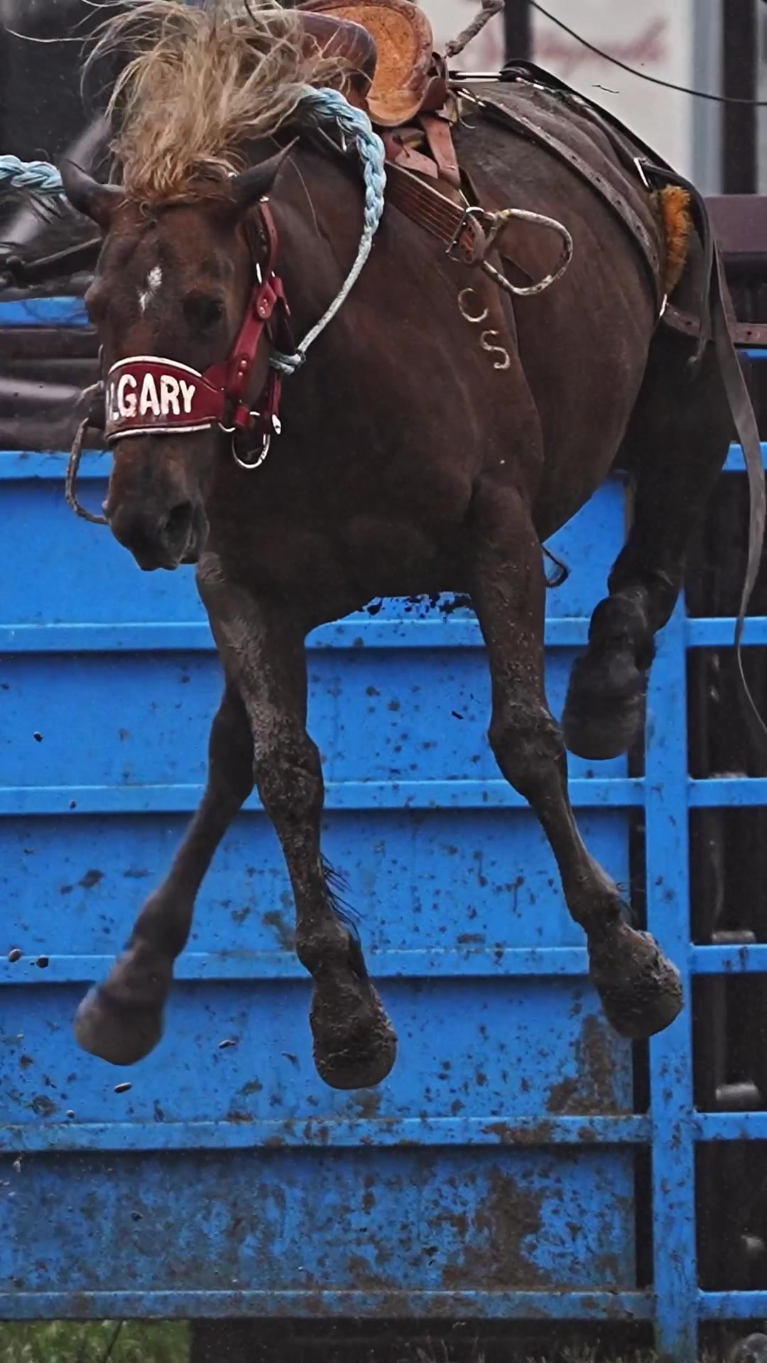 @Hanginghorses