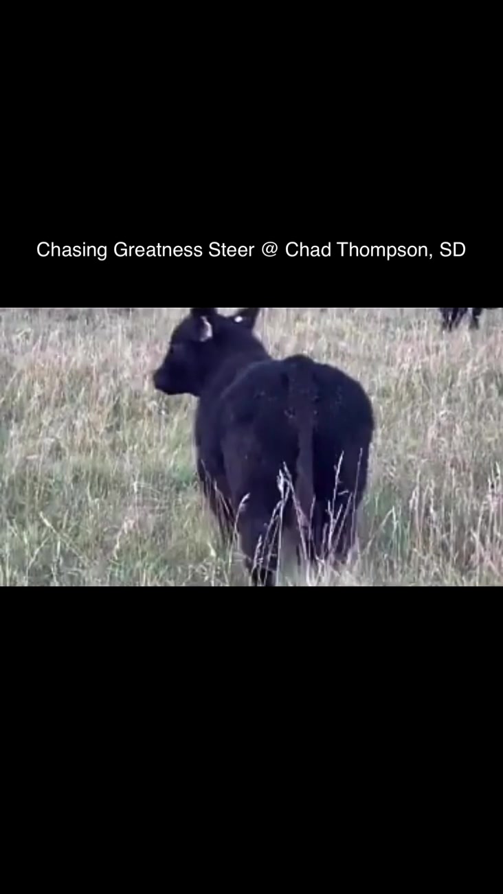 @Matt Lautner Cattle USA