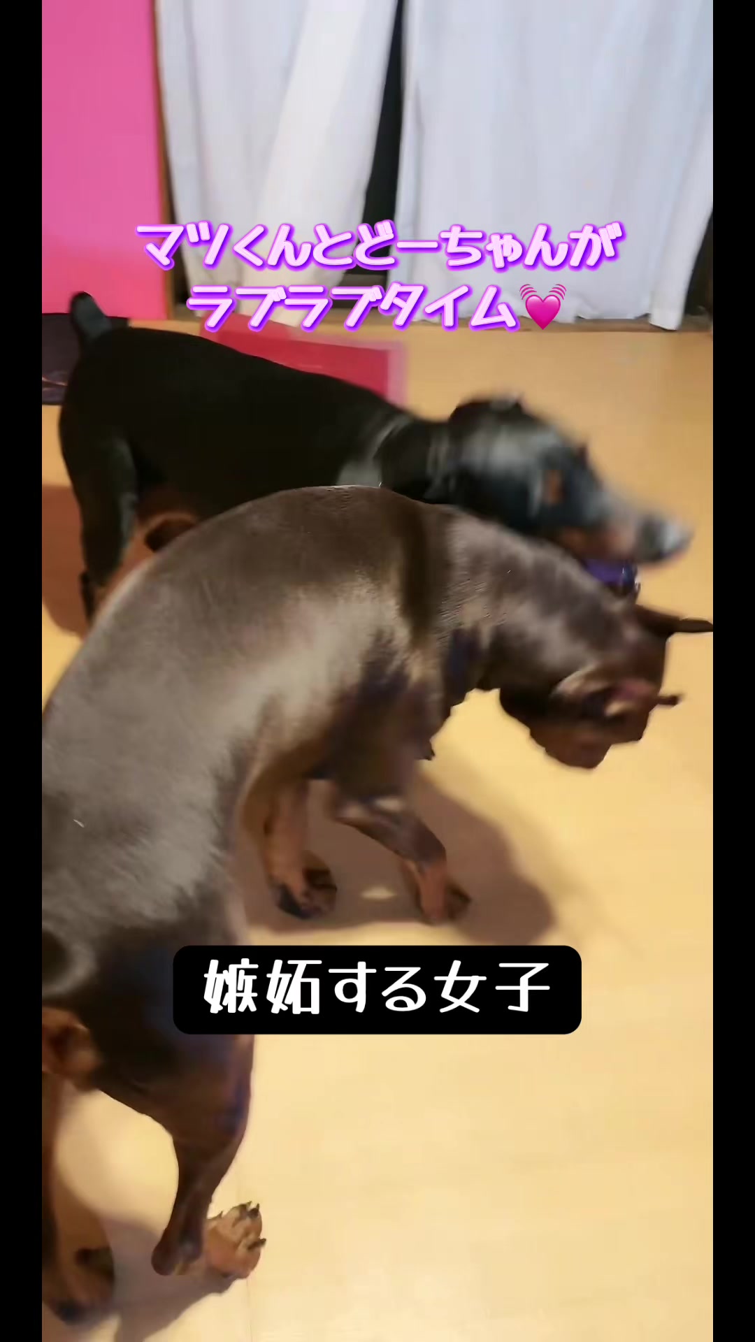 @🐣DOBERMAN🩷DORUMA