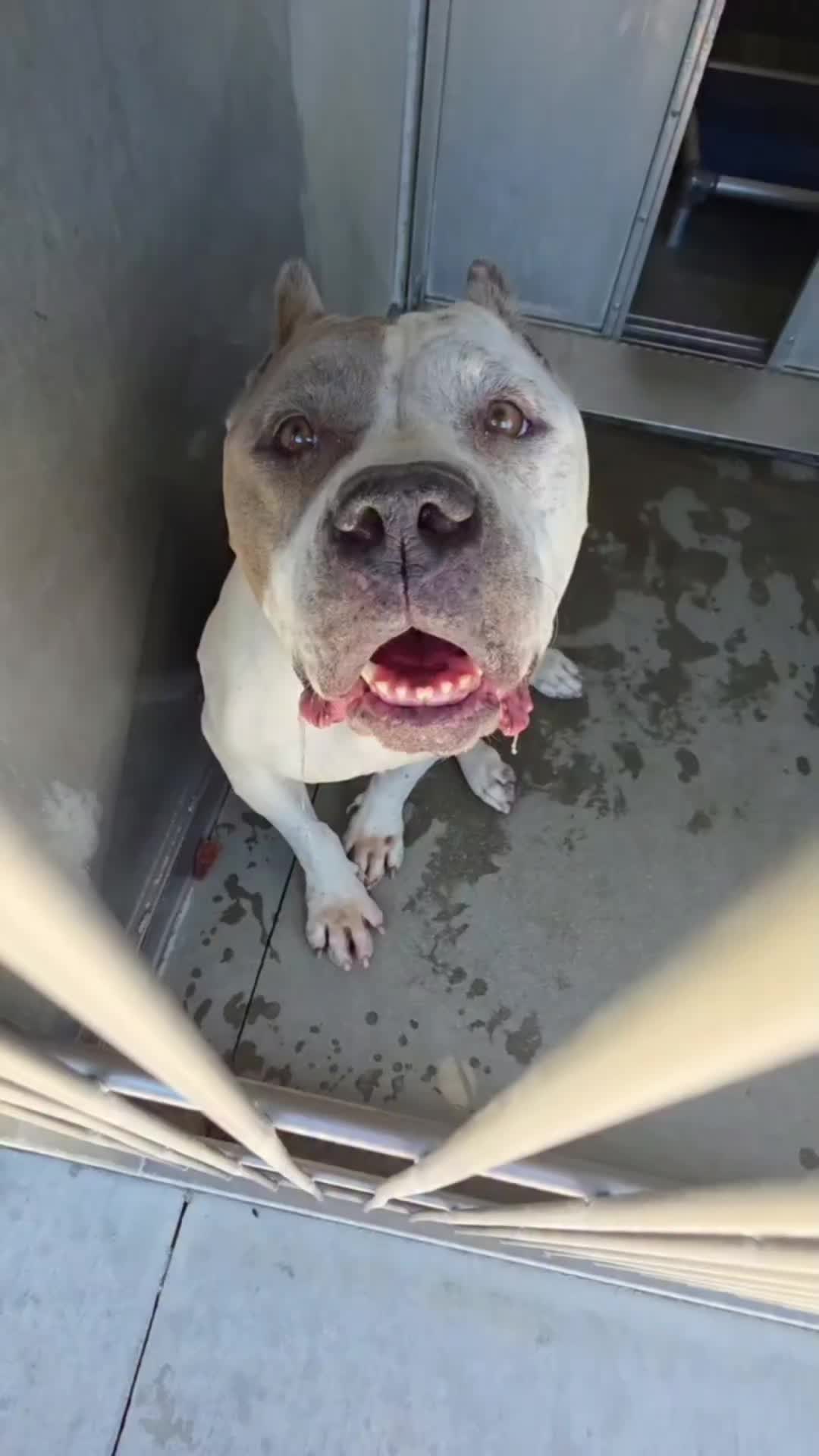 @Cane Corsos