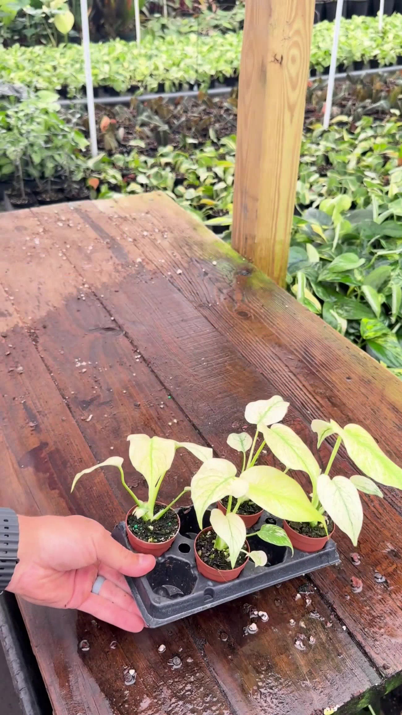 @BWH Plant Co