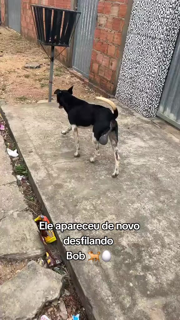@PRETINHO_FORROZEIRO🕺🔛