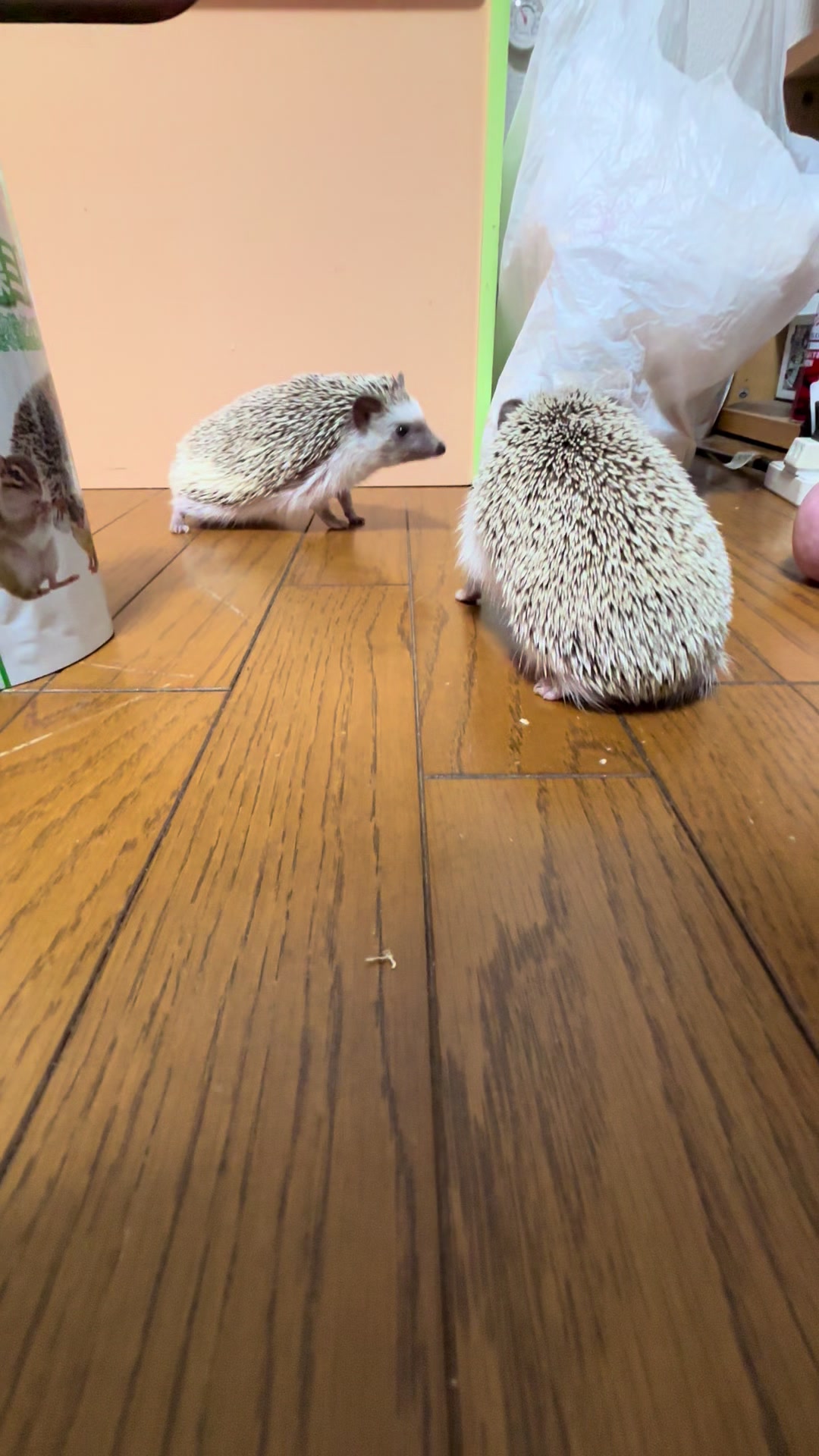 @我が家のハリネズミ🦔