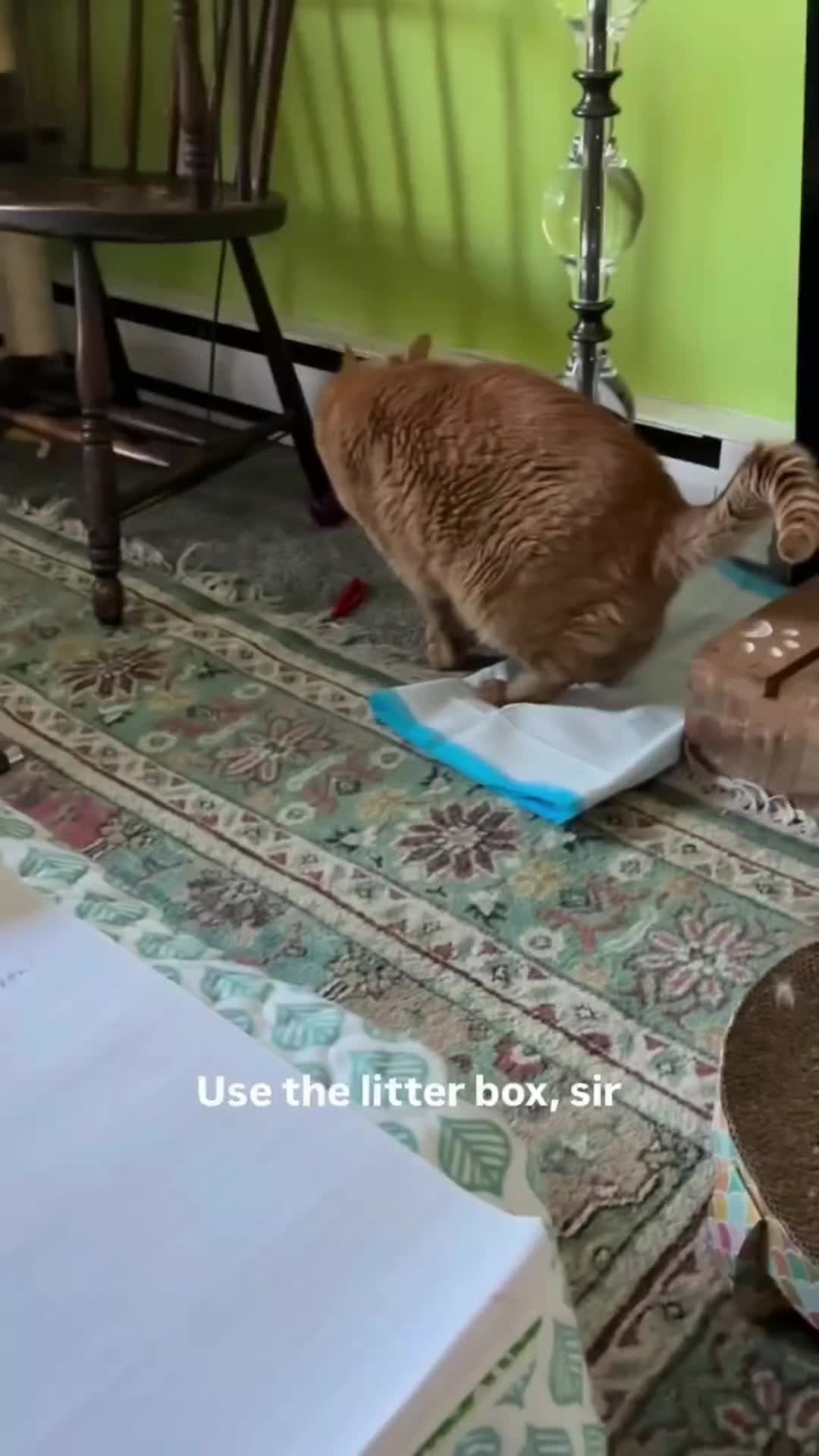 @Pets Mania