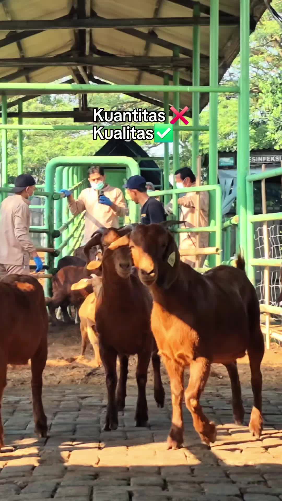 @Kambing Burja Official