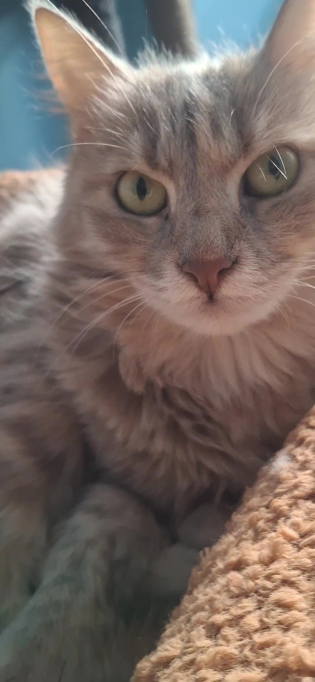 @😺Şila😻Şima😺