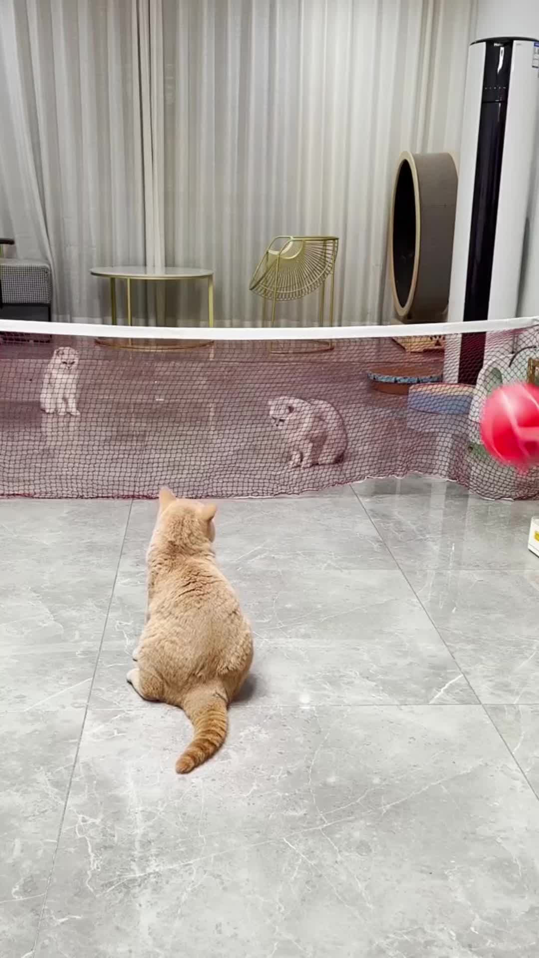 @🤣Cute Funny Pets🤣