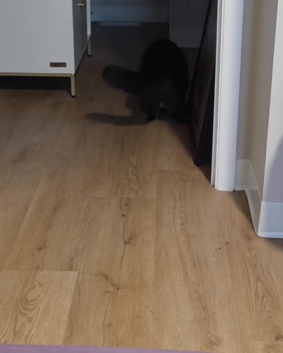 @AtticaTheTuxedoCat