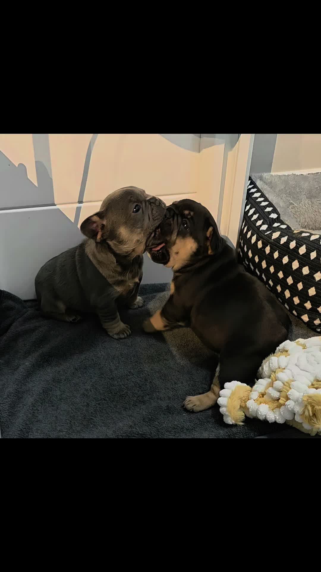 @AandDFrenchies