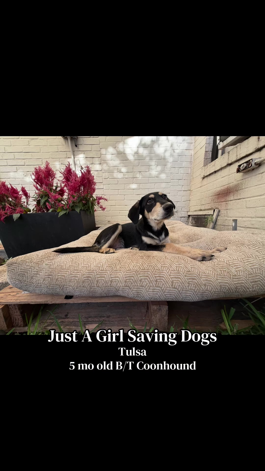 @Just A Girl Saving Dogs