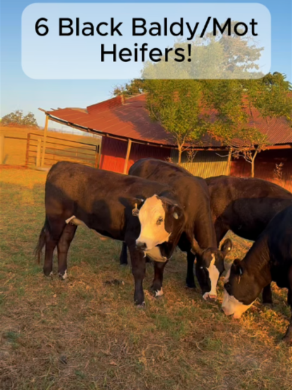 @Rutherford Land and Cattle