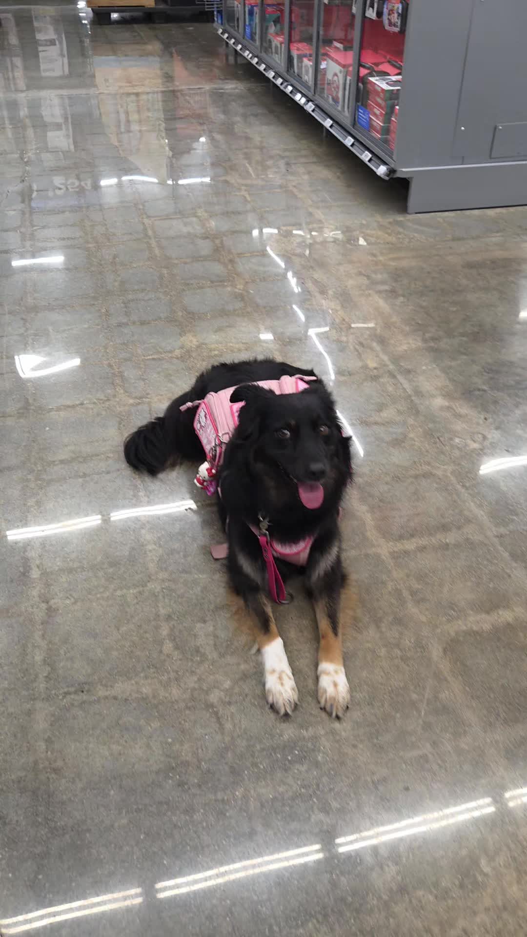 @Nala the Service aussie