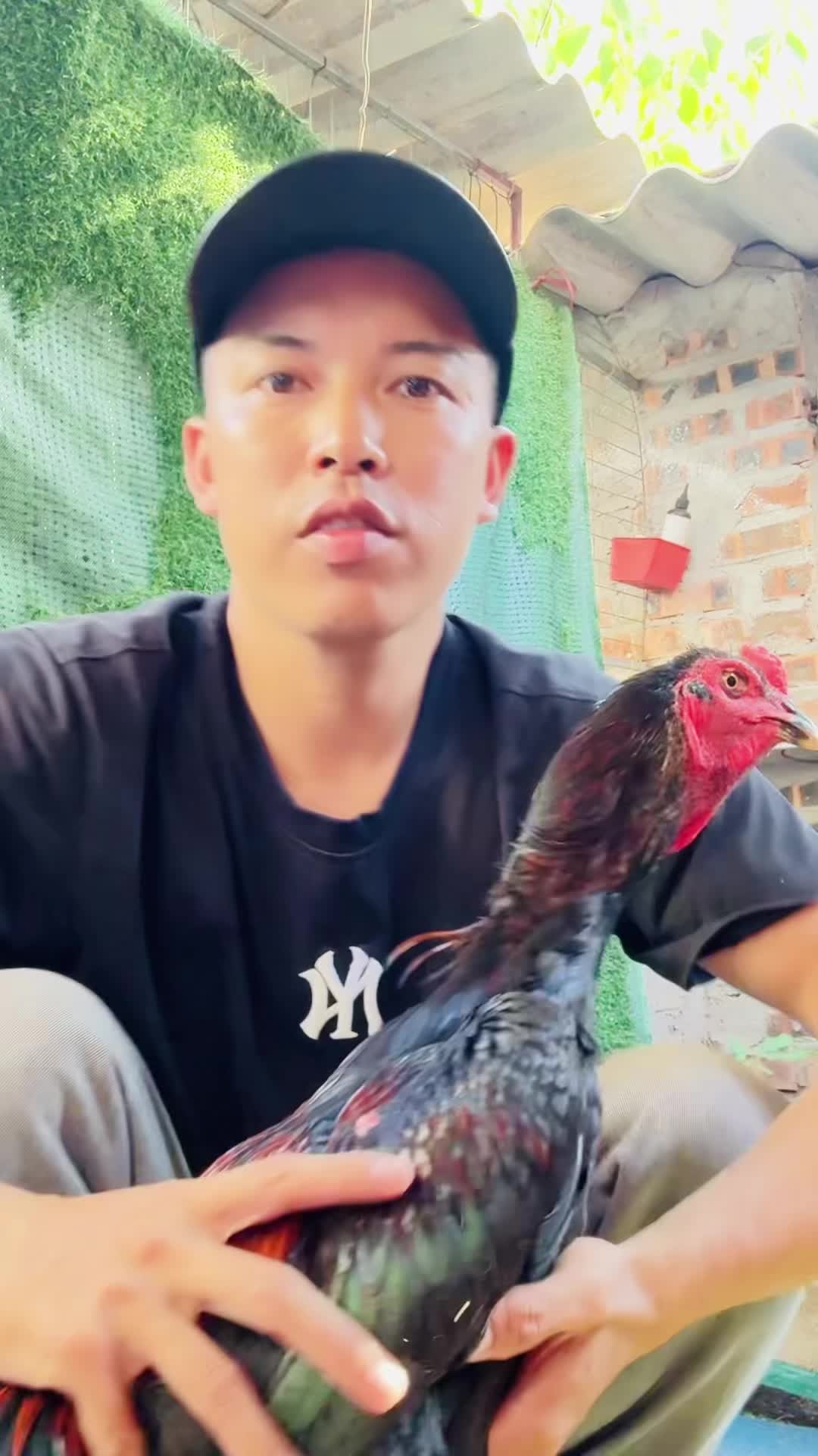 @Thuần Gà Chọi