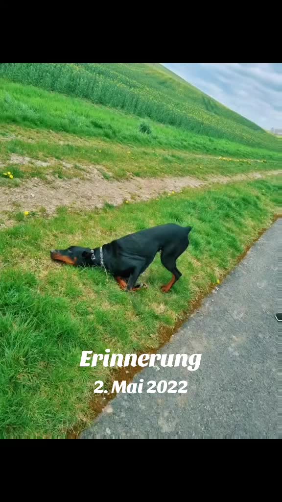 @🦊Rotfüchsin🦊