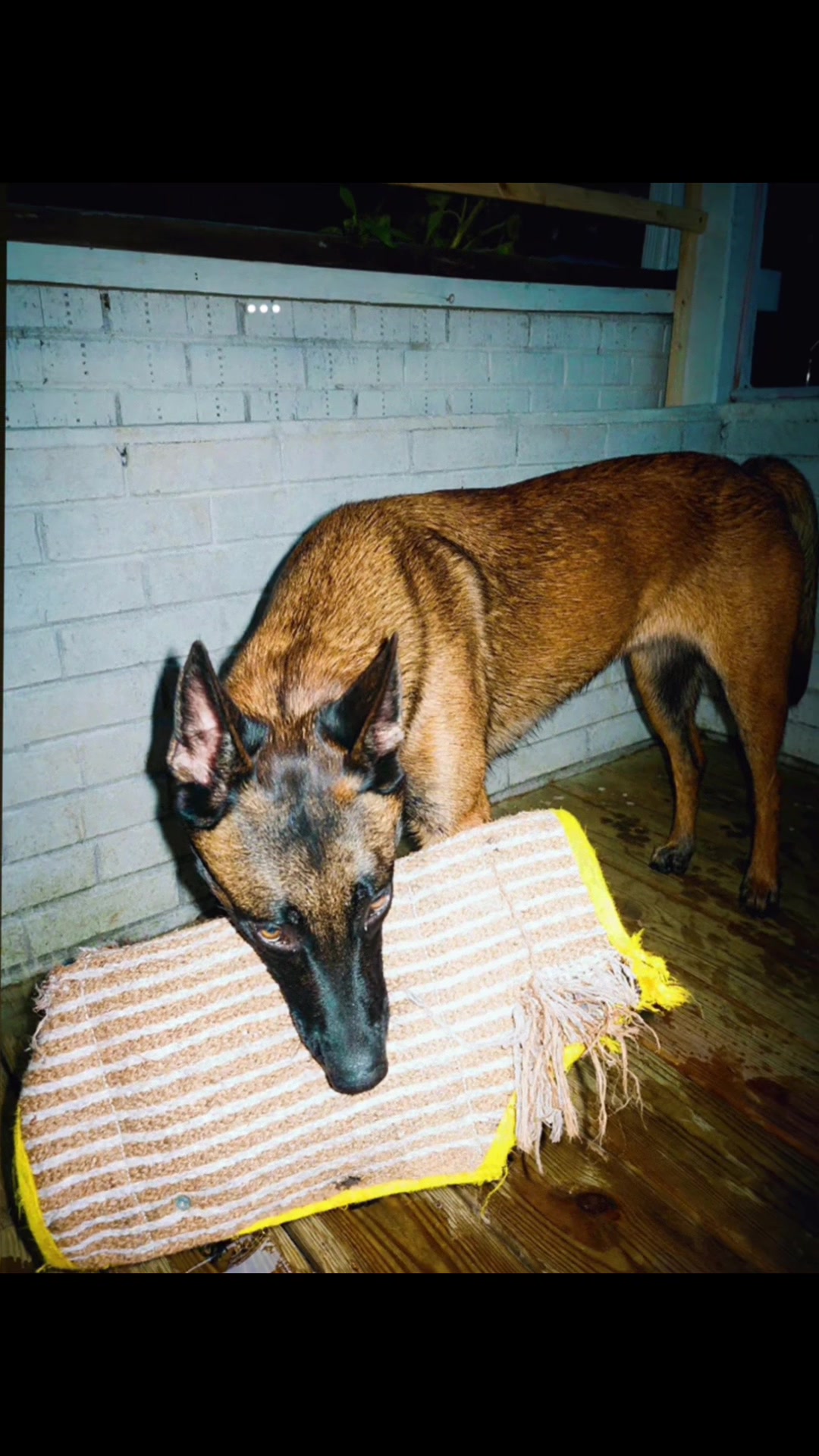 @Michigan_Malinois_1817