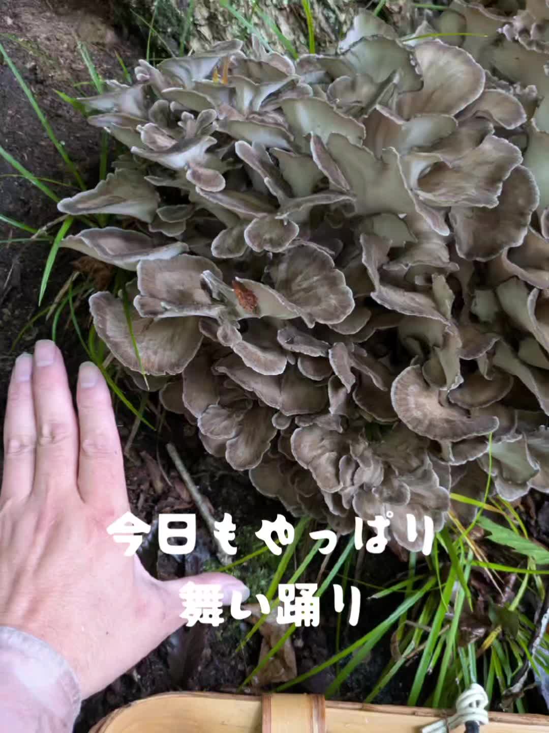 @若旦那