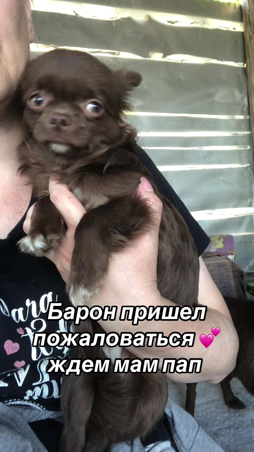 @dinastar_susan