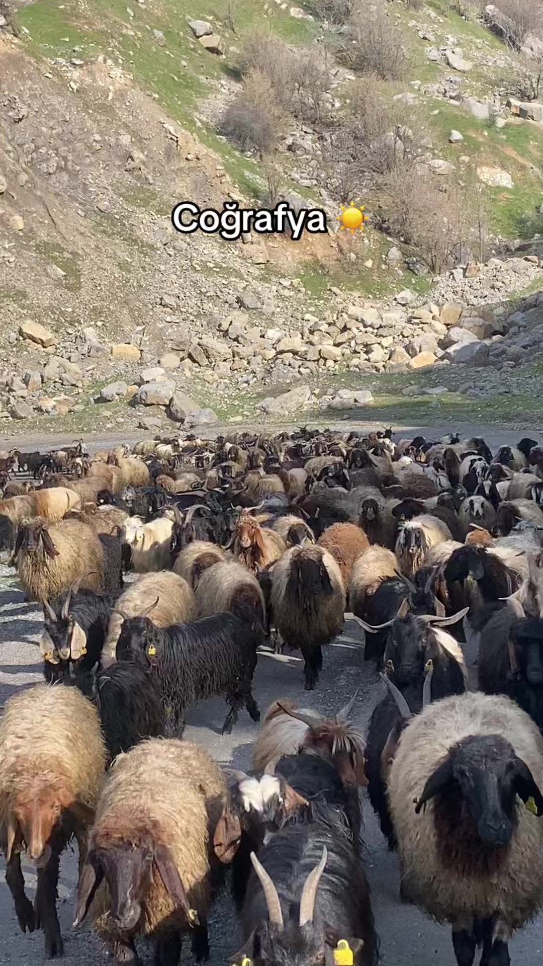 @Behcet Kaplan✪