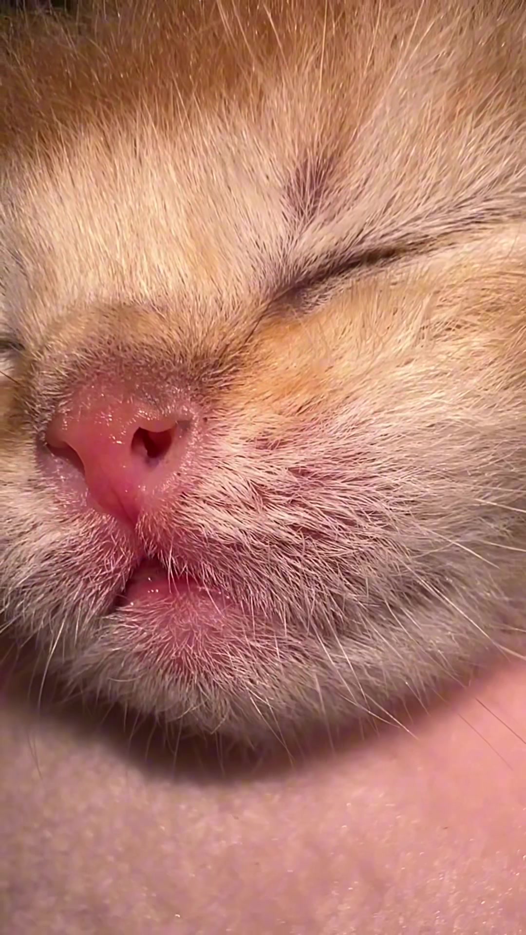 @Soothing Cats😻