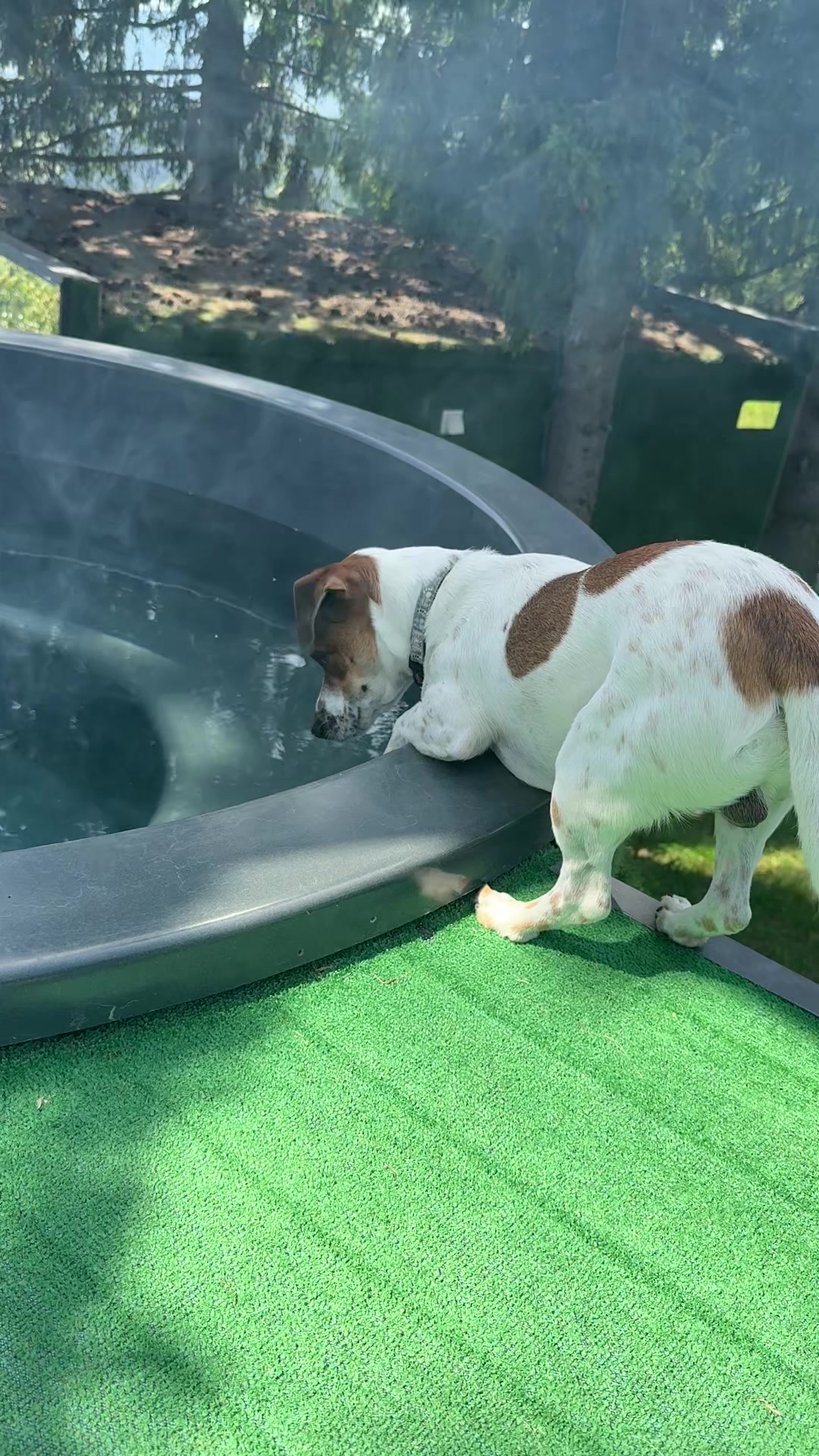 @люблю свою кожану🐶