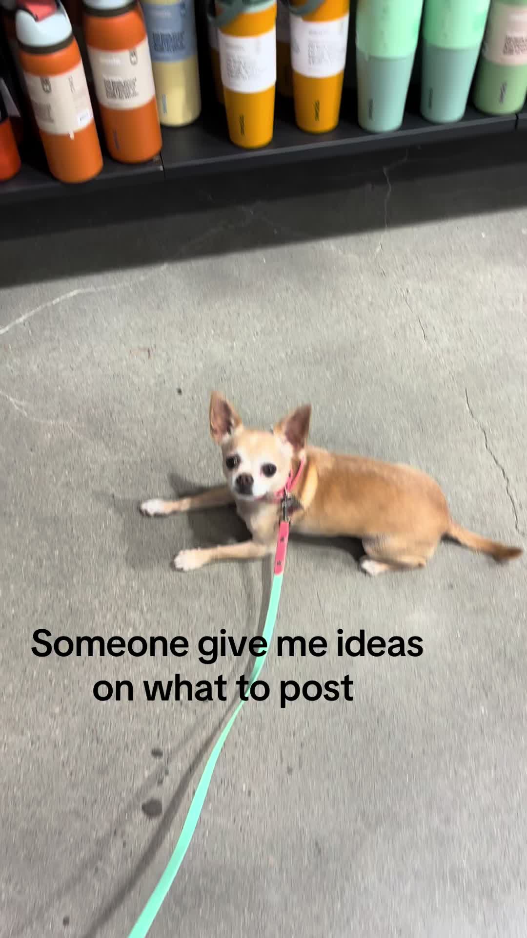 @Gidget/WagWild