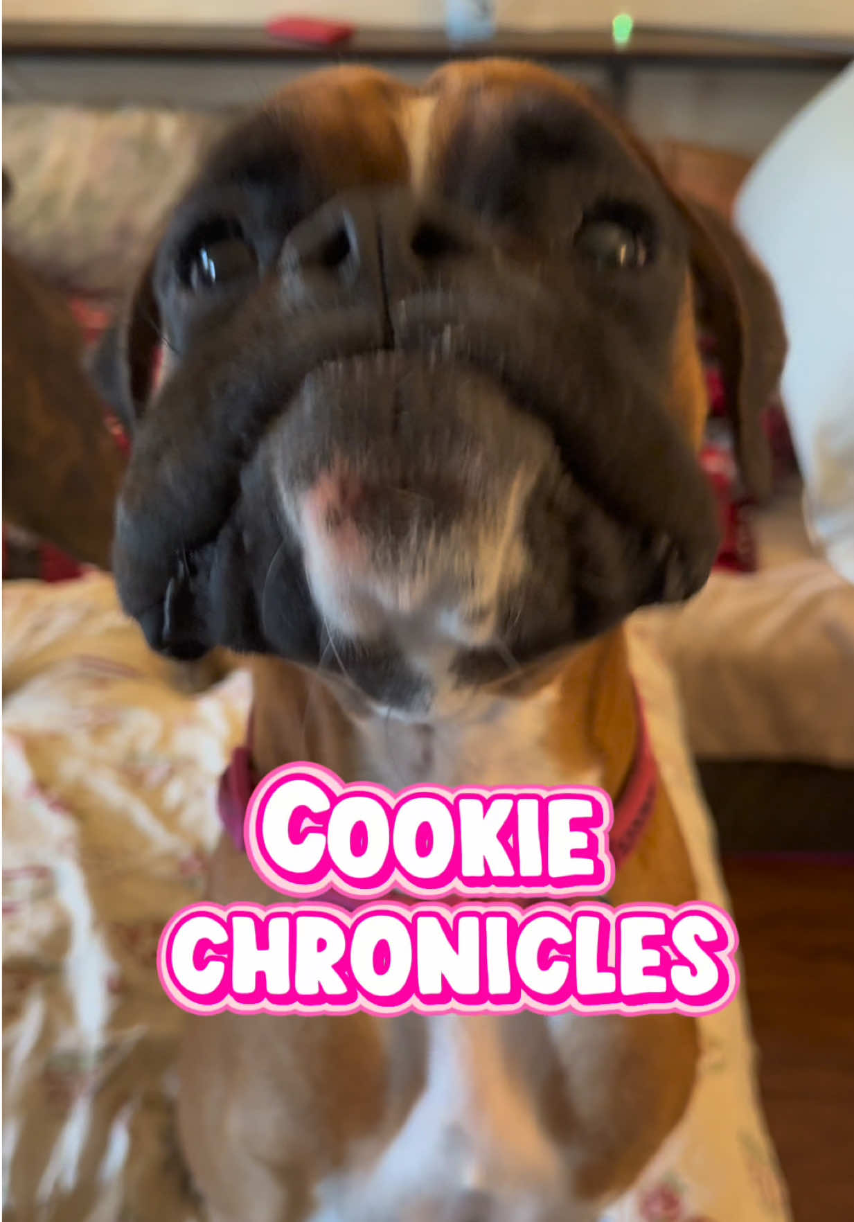 @boxermadness