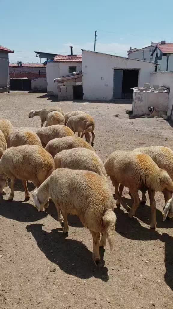 @Ramazan Gültekin