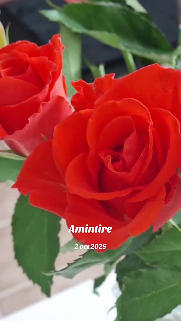 @Mirela.Mirela