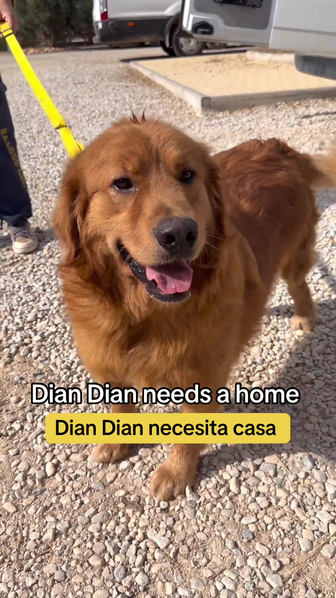 @Galgos del Sol
