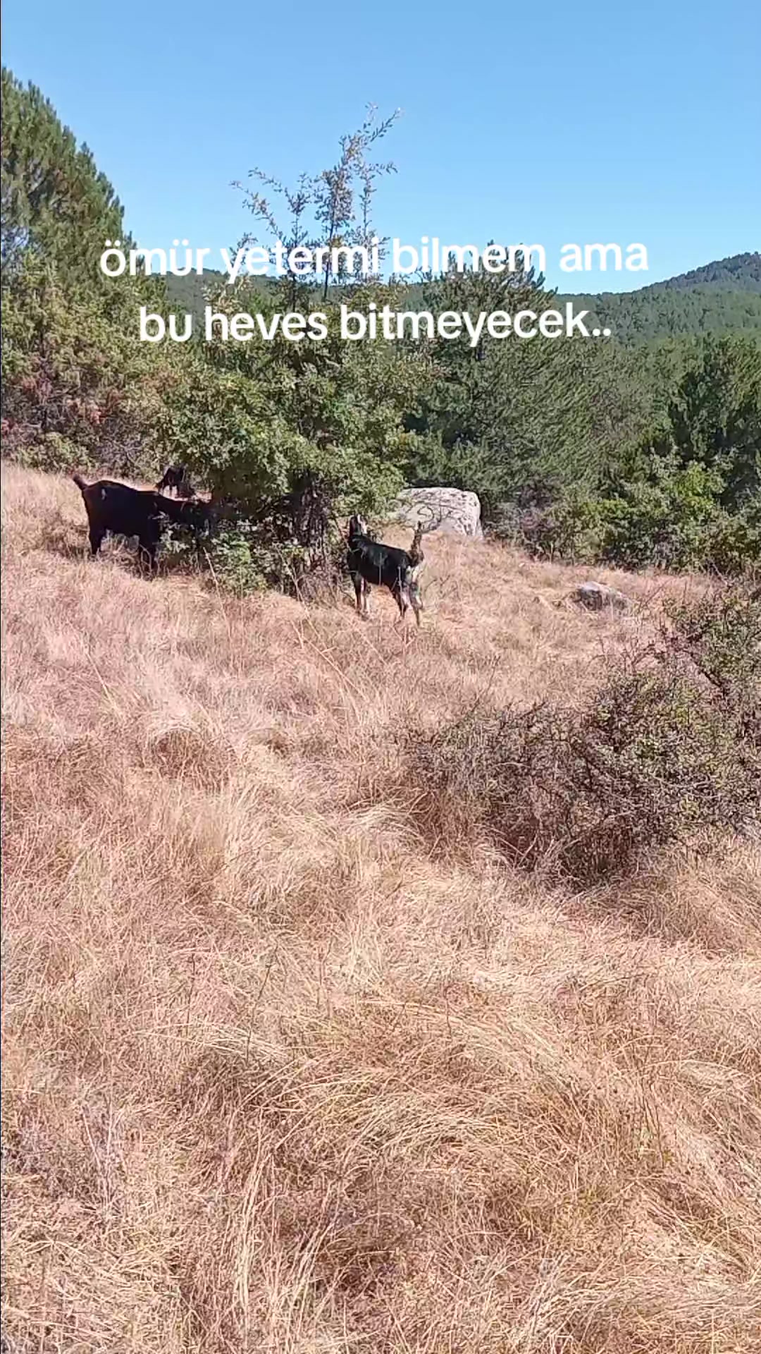 @Veysel