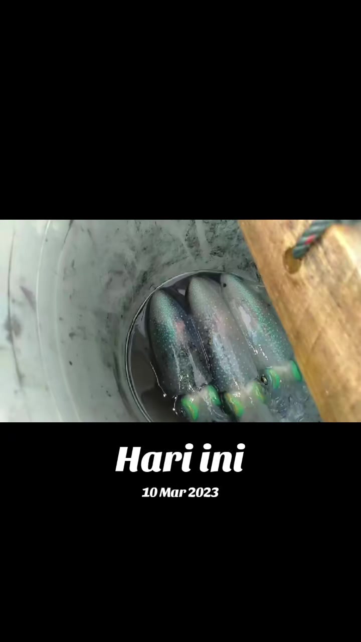 @ituikan