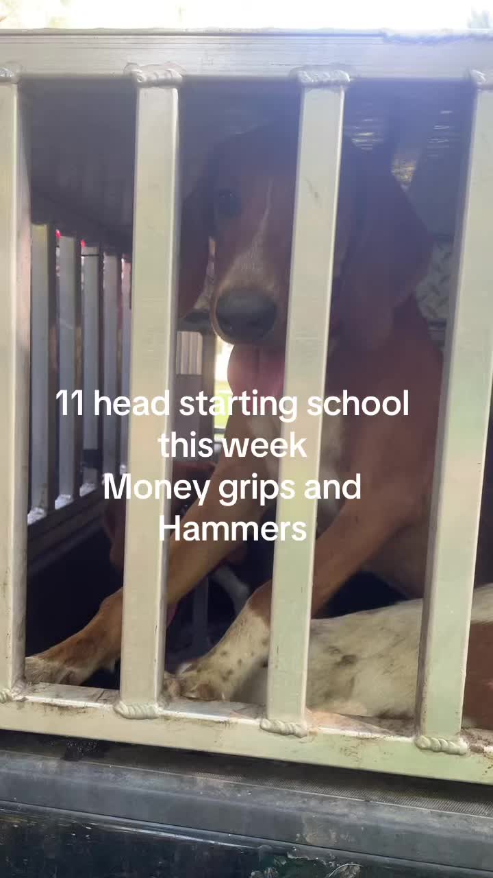 @3DeepKennels