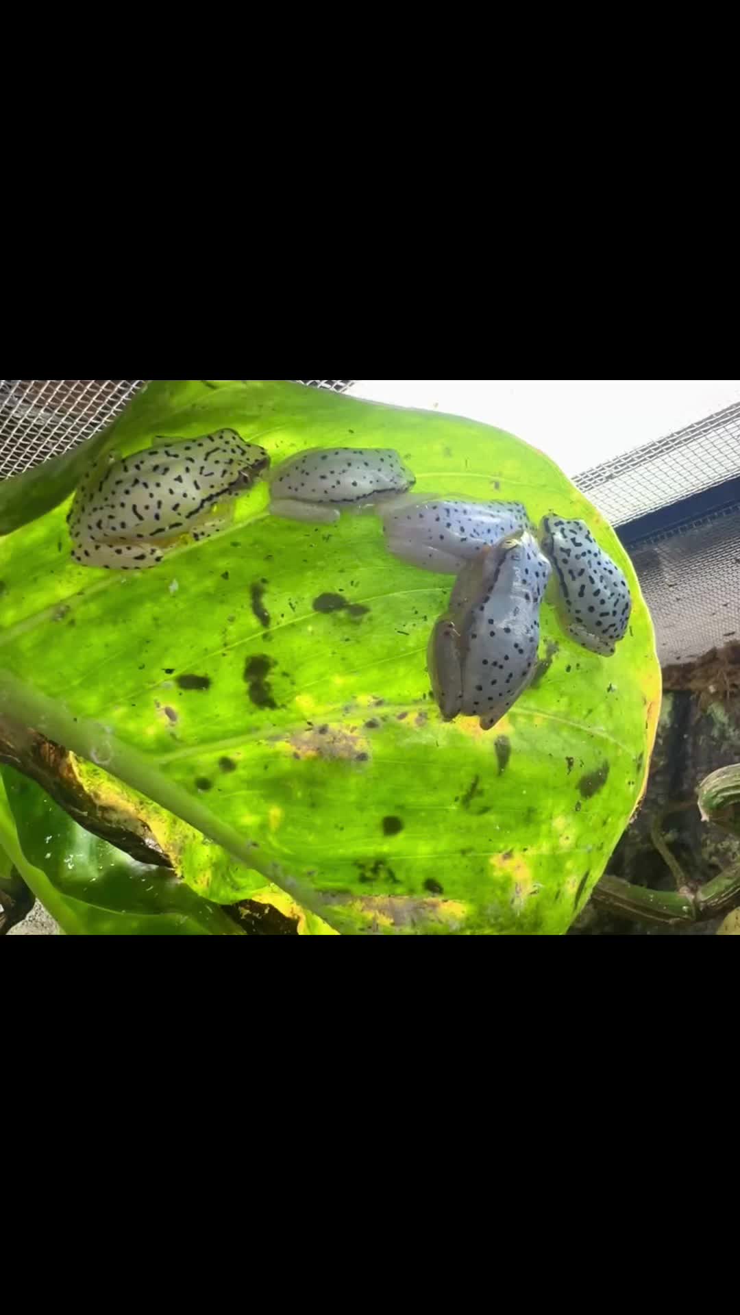 @Finn’s Frog Farm