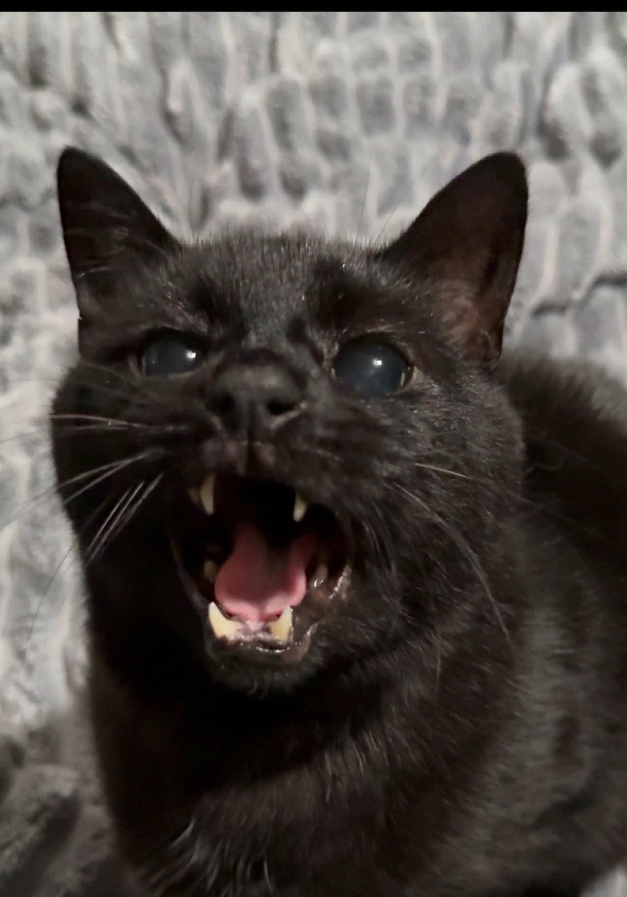 @Teefie_tribe 🐈⬛🐈⬛🐈🦷🦷