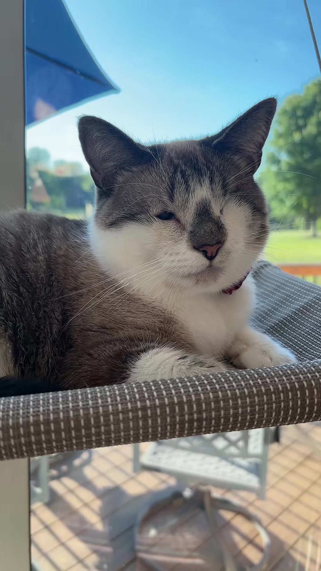 @bellkittiesmom