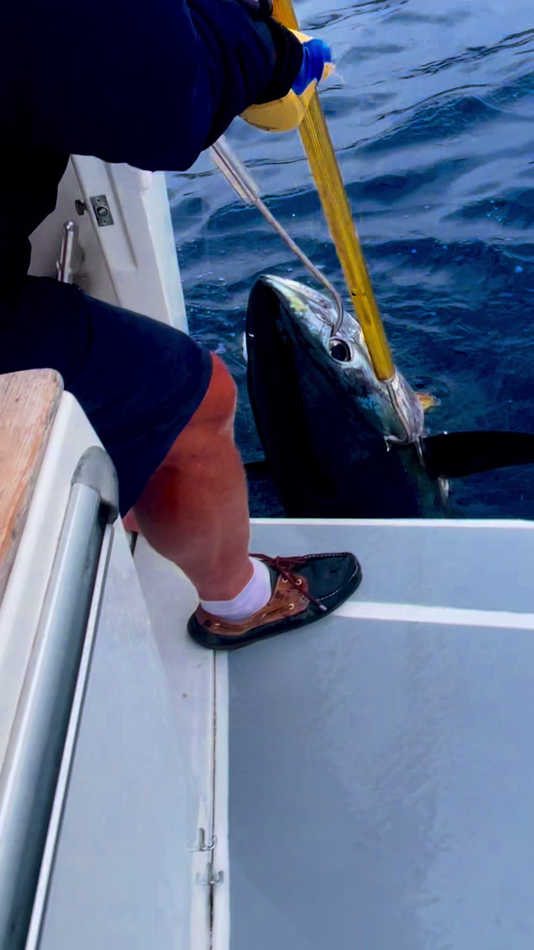 @Flipper II Madeira Fishing