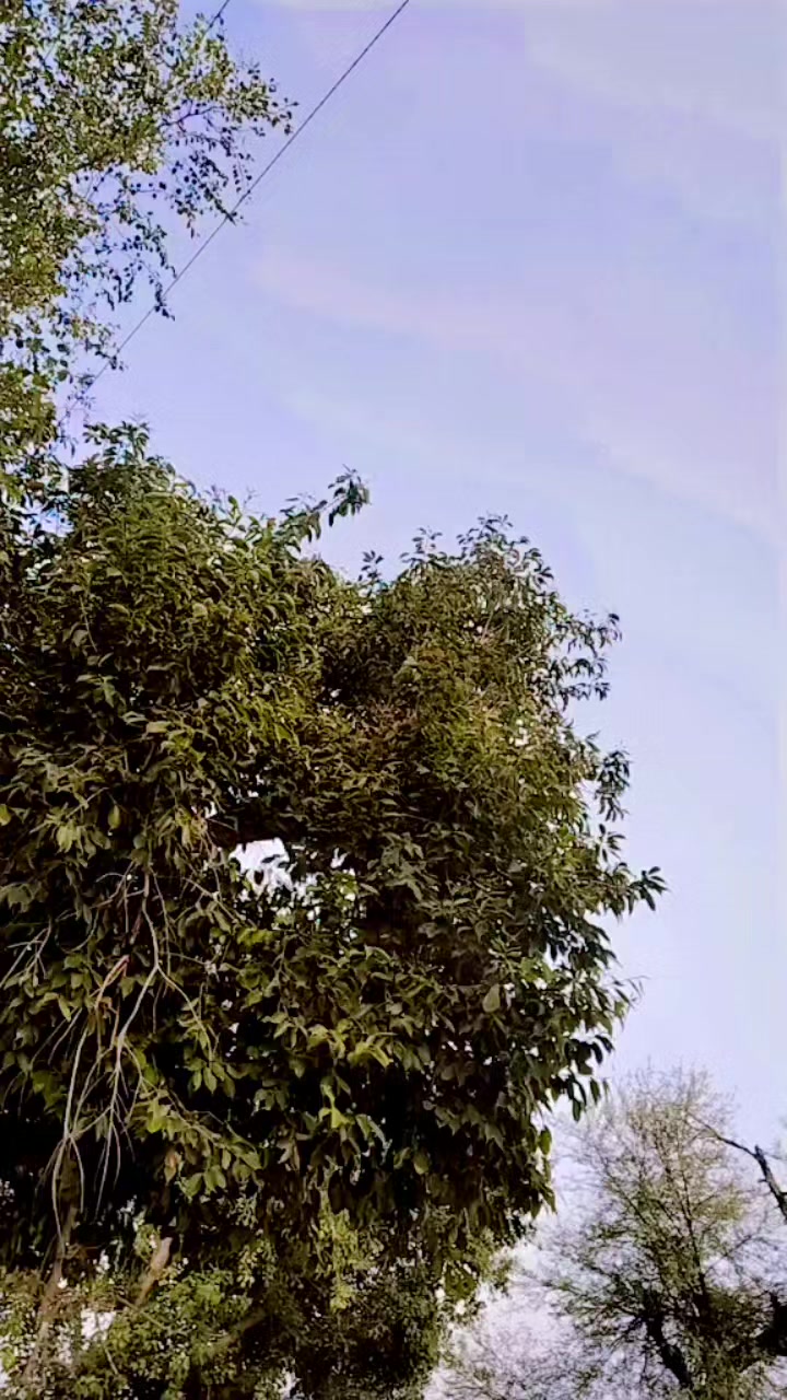 @manshat472