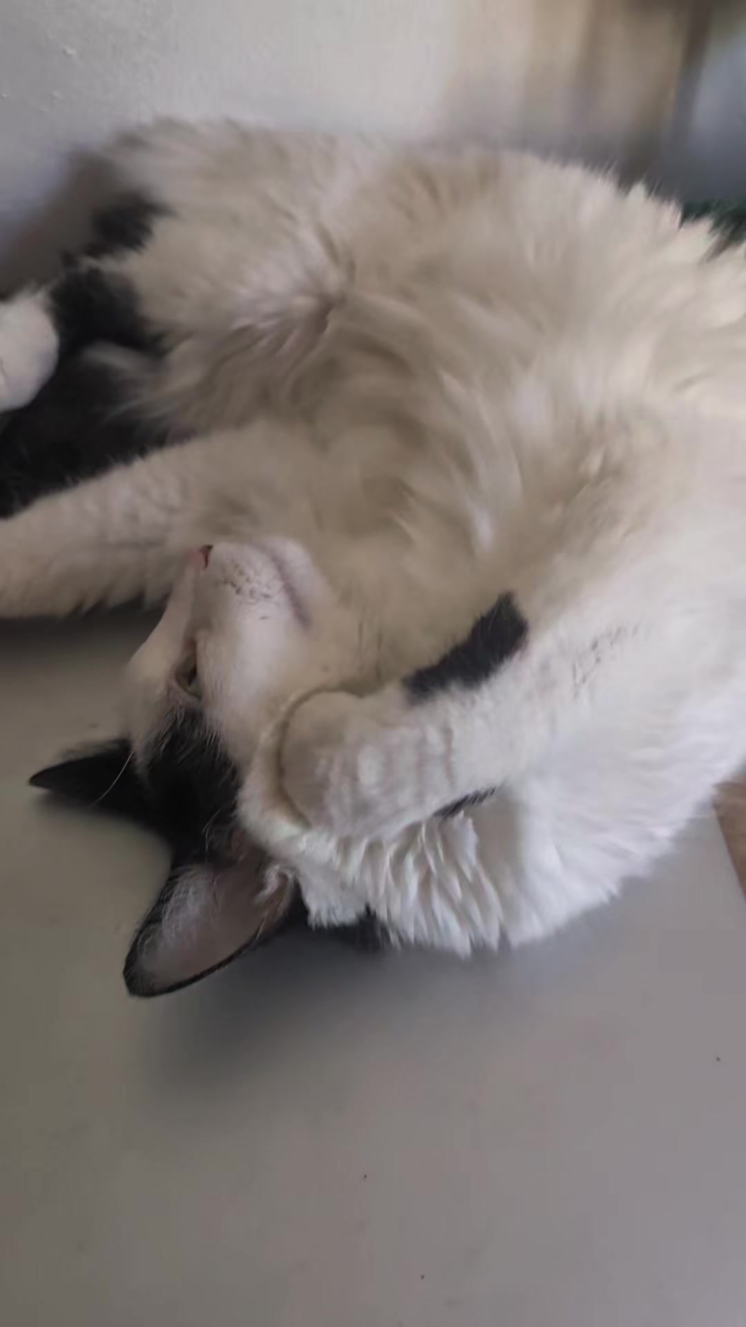 @Boinas 🐱