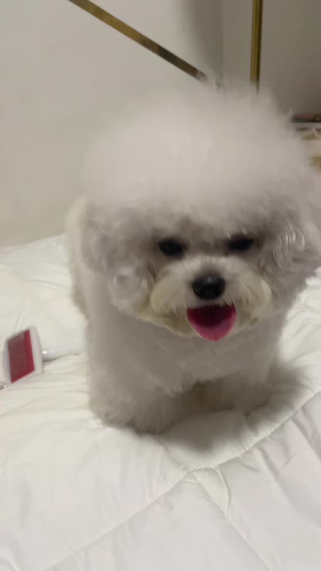 @CUCCI THE BICHON